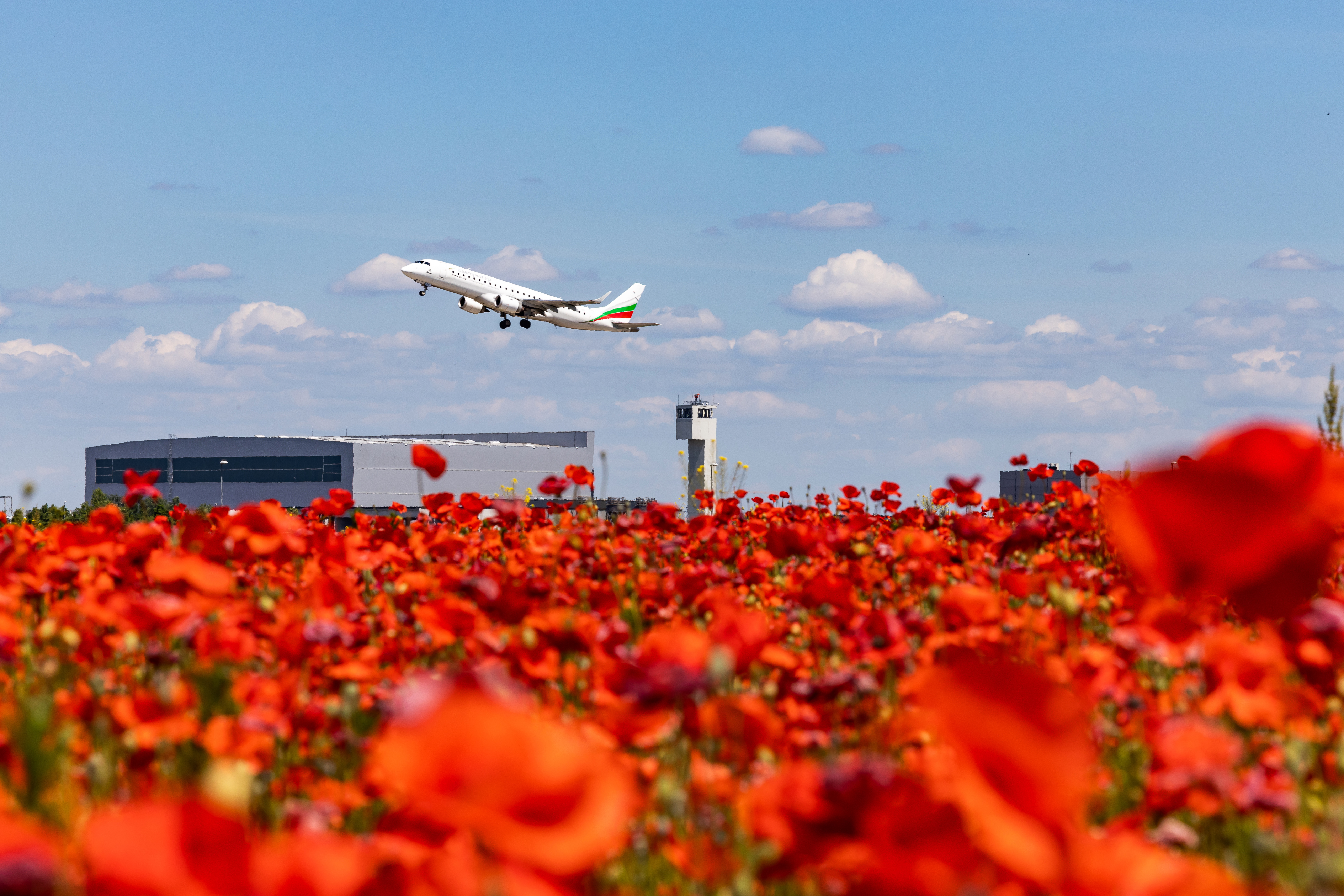 Startendes Passagier-Flugzeug mit Mohnfeld am Flughafen BBI (Berlin Brandenburg International)